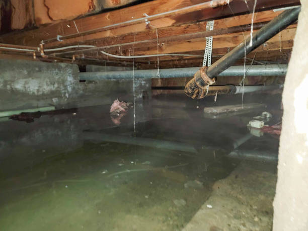Best Mold removal after water damage  in Winter Haven, FL